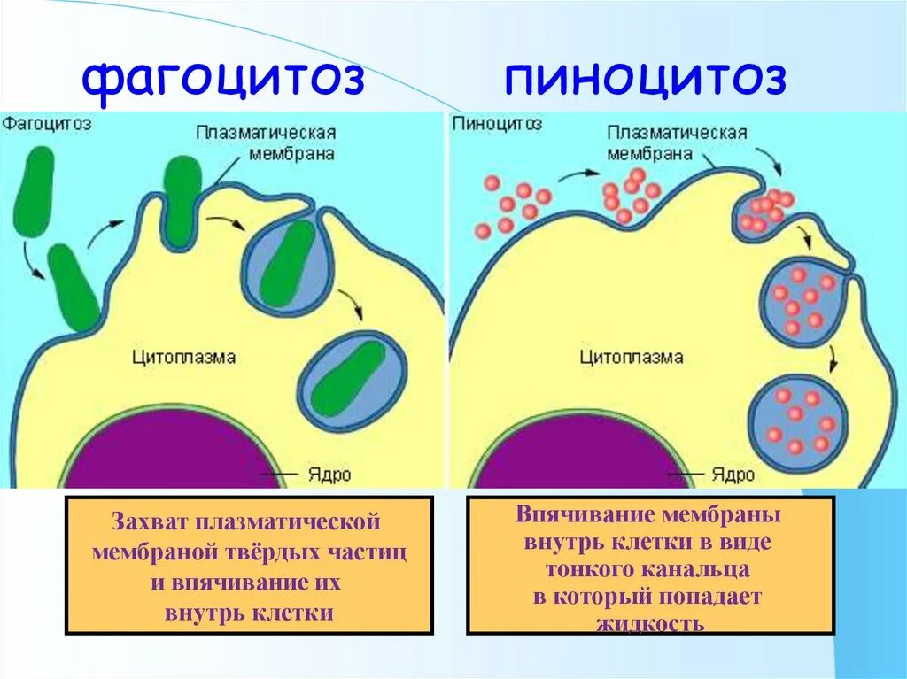 Пиноцитоз эндоцитоз экзоцитоз. Фагоцитоз и эндоцитоз. Фагоцитоз и пиноцитоз мембраны. Эндоцитоз экзоцитоз фагоцитоз это. Г эндоцитоз