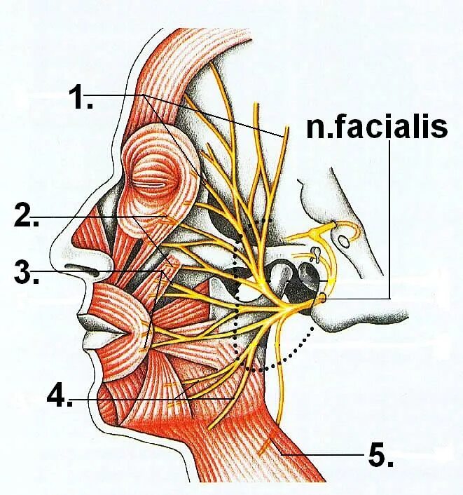 Топография ветвей лицевого нерва. Гусиная лапка лицевого нерва. Nervus Facialis анатомия. Ветви лицевого нерва и иннервация.