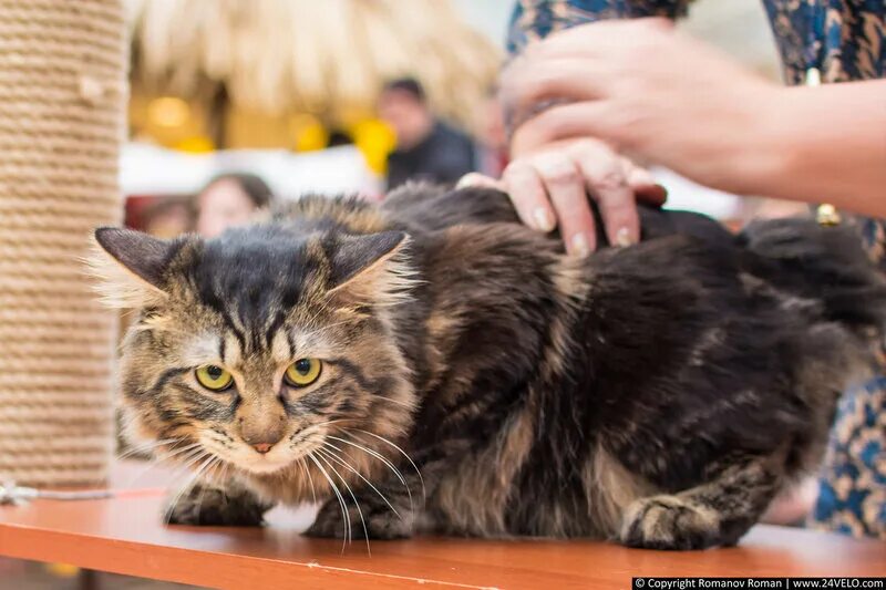Выставка кошек. Выставка кошек 2022. Выставка кошек Ульяновск. Выставка кошек ВДНХ.