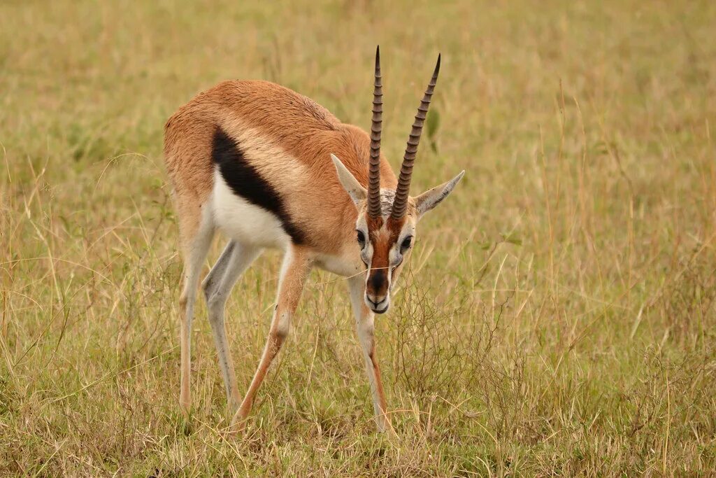 954 Thomson's Gazelle Stock Photos, High-Res Pictures, and Images - Getty Images
