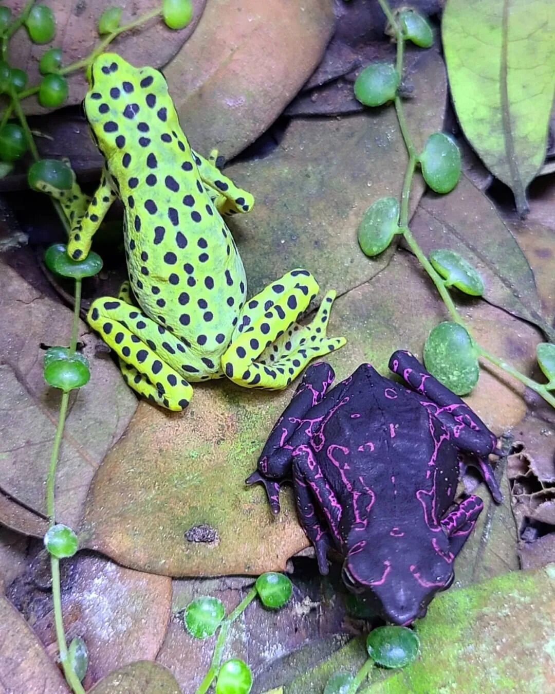 Фиолетовая лягушка. Пятнистый Арлекин лягушка. Atelopus barbotini. Лягушка ателоп. Лягушка Арлекин фиолетовая.