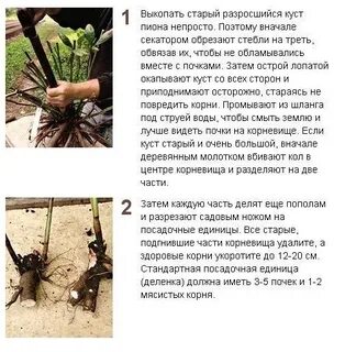 Расстояние между пионами при посадке