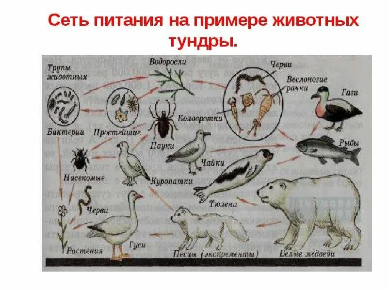 Чем отличается пищевая сеть от пищевой сети. Пищевая сеть питания. Сеть питания примеры. Цепь питания сеть питания. Пищевая сеть животных примеры.