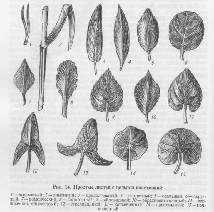 Продолговатый округлый. Формы листовых пластинок копьевидный. Продолговато ланцетная форма листа. Обратно яйцевидная форма листовой пластинки. Форма листовой пластинки ланцетная.