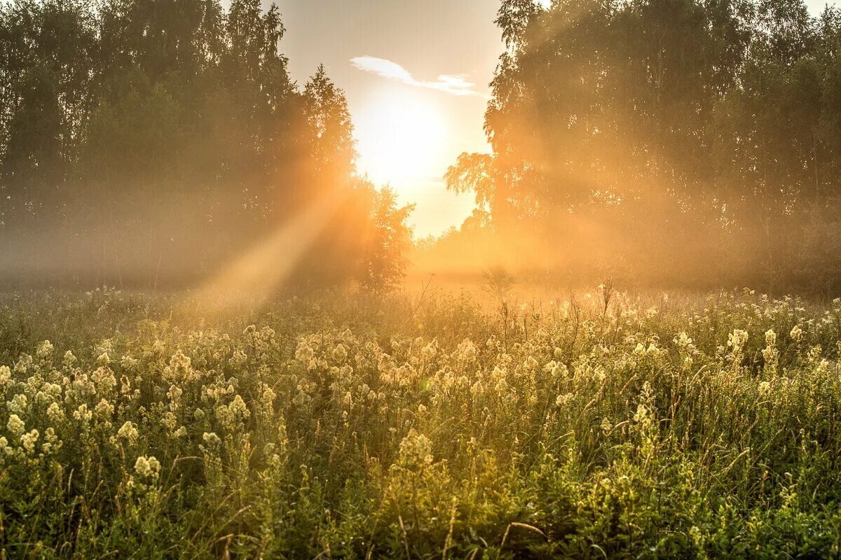 Летний зной. Жаркий летний день. Солнечная природа. Знойное лето. Жаркое время в поле