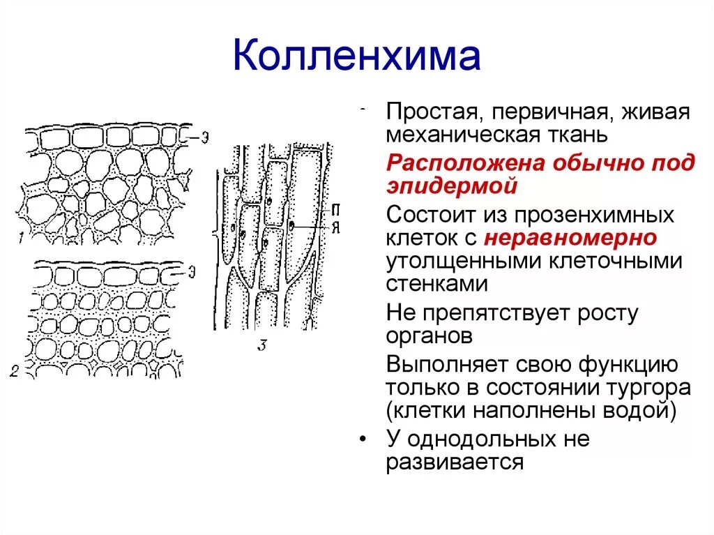 Сильно развиты механические ткани листа