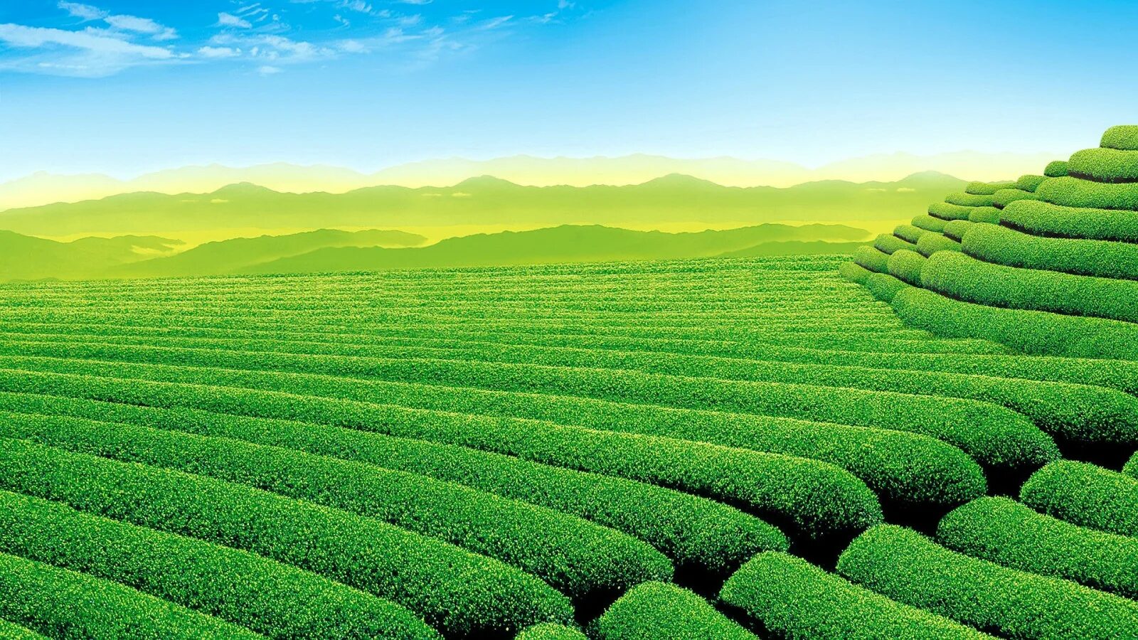 Tea fields