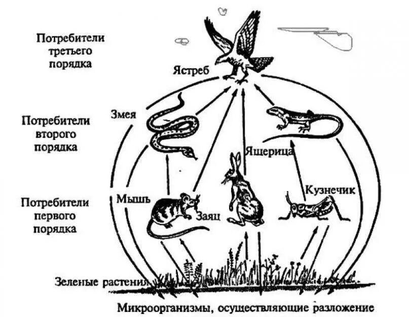 Дополни цепочку биологического круговорота. Схема цепей питания в Луговом. Трофические связи схема пищевой цепи. Цепи питания характерные для биоценоза Луга. Биоценоз сеть питания схема.