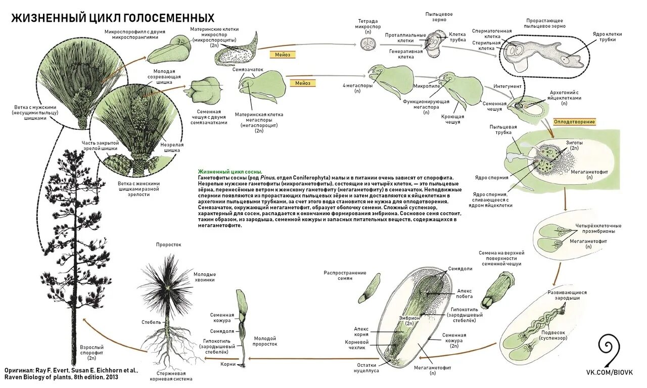 Хвойные егэ. Цикл сосны обыкновенной. Цикл развития голосеменных растений схема. Схему жизненного цикла голосемянного растения. Жизненный цикл голосеменных схема.