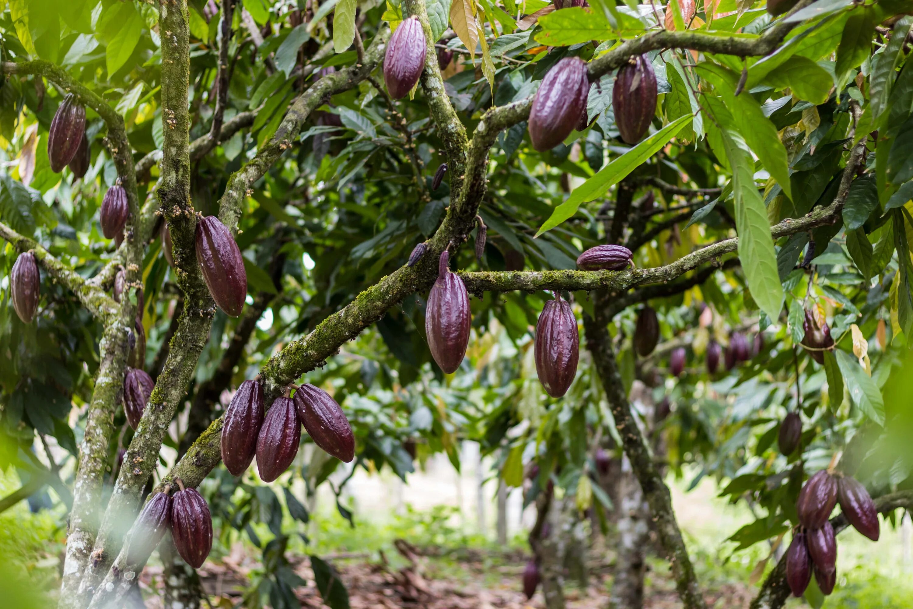 дерево какао южной америки. какао в южной америке. плоды какао. дерево какао южной америки. дерево какао южной америки.