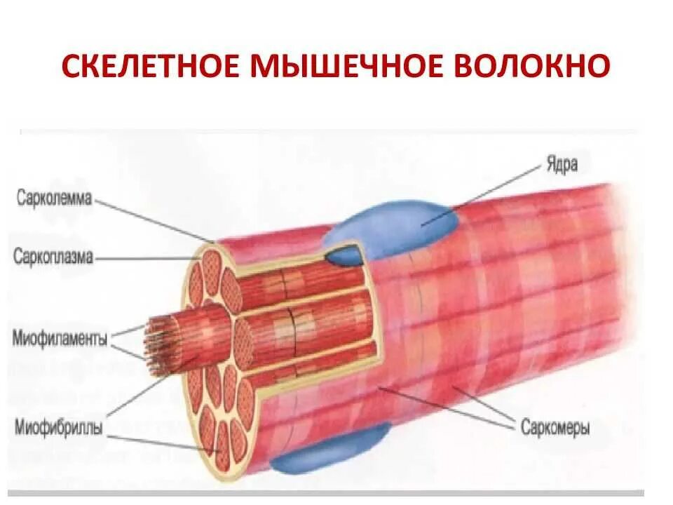 Мышечное волокно это