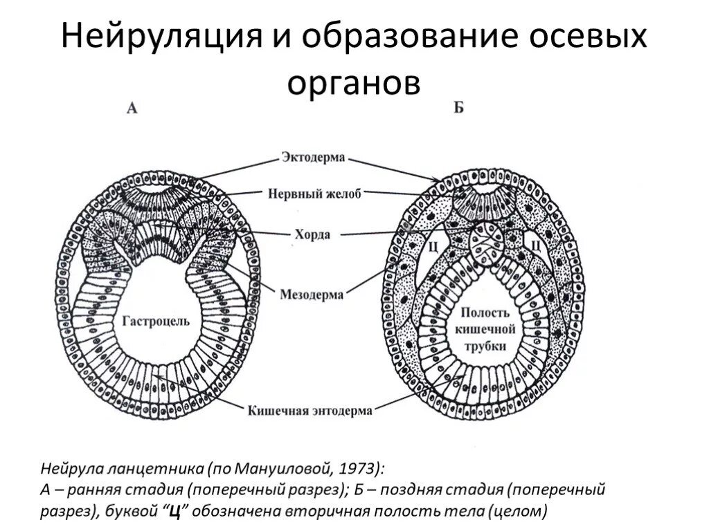 Строение ранней нейрулы. Нейрула зародышевые листки. Схема развития ланцетника. Строение нейрулы ланцетника.