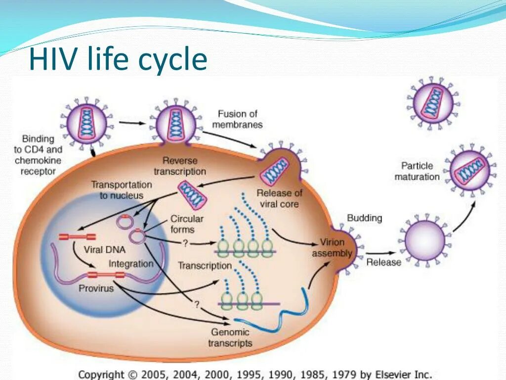 Спид лайф. Virus Life Cycle. HIV Life Cycle. HIV Replication Cycle. Жизненный цикл вируса virus Life Cycle.