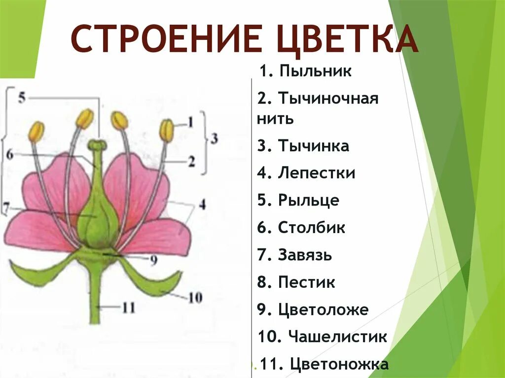 Названия строения цветка