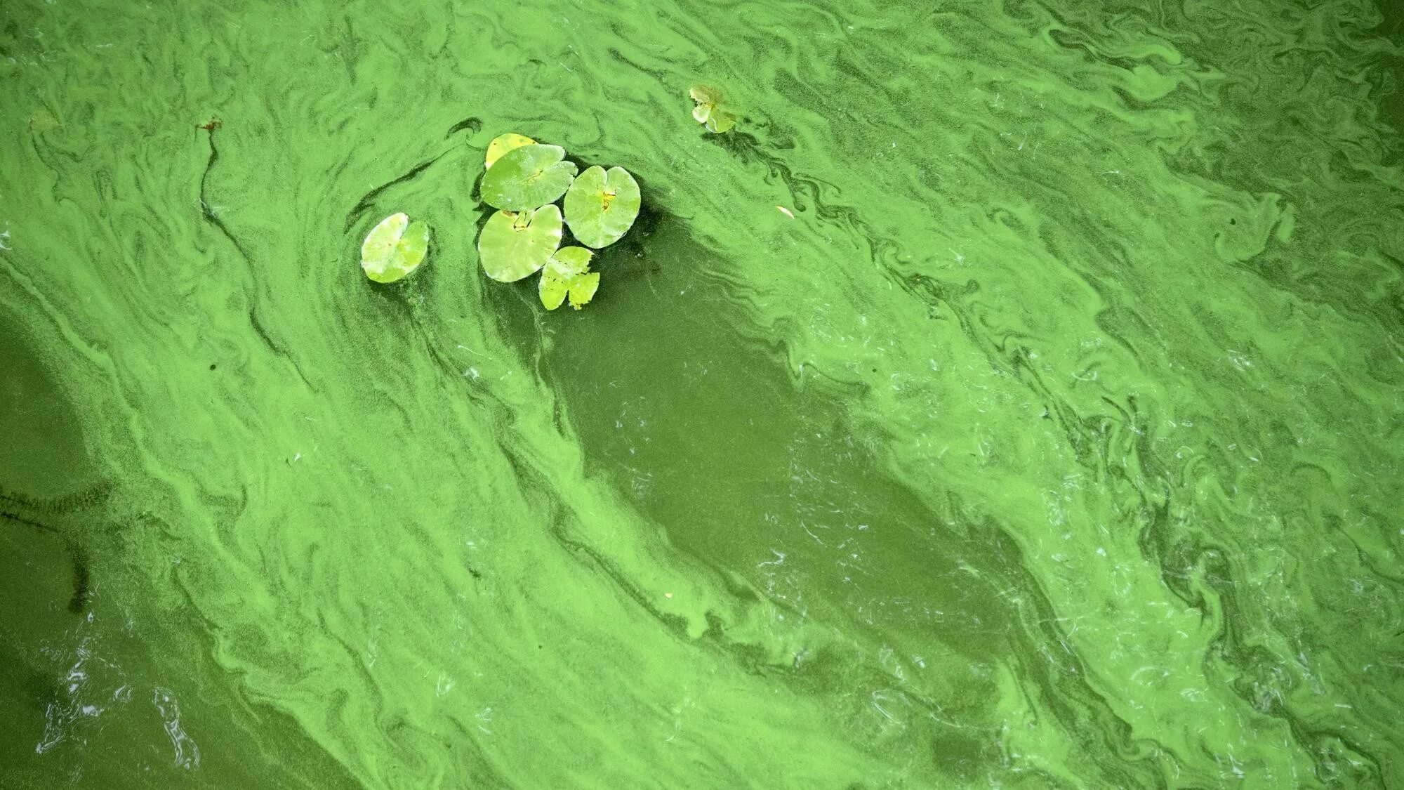 Цианобактерии сине-зеленые водоросли. Цветение воды цианобактерии. Пресноводные цианобактерии. Синезелёные водоросли цвет. Зеленые воды в легких