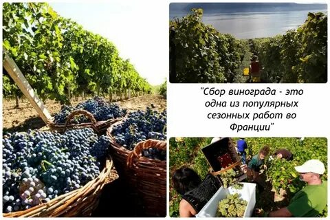 Сезонная работа на лето 2024