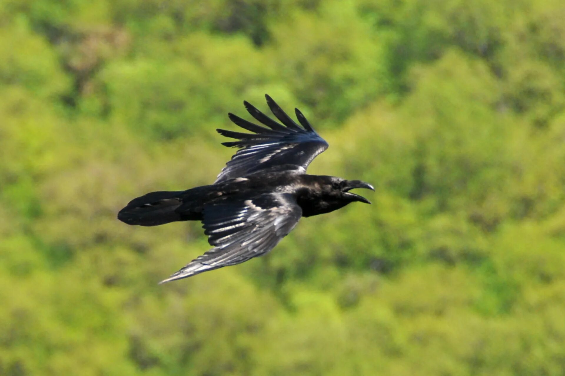 чёрная ворона. корвус ворон. вороны птицы. черный ворон 20. ворон обыкновенный.