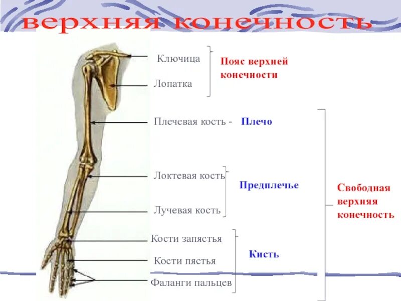 Сколько конечностей верхних конечностей. Плечевая кость локтевая и лучевая кости. Кости предплечья у человека. Лучевая кость пояс верхней конечности свободная верхняя конечность. Кости верхней конечности плечевая локтевая лучевая кости.