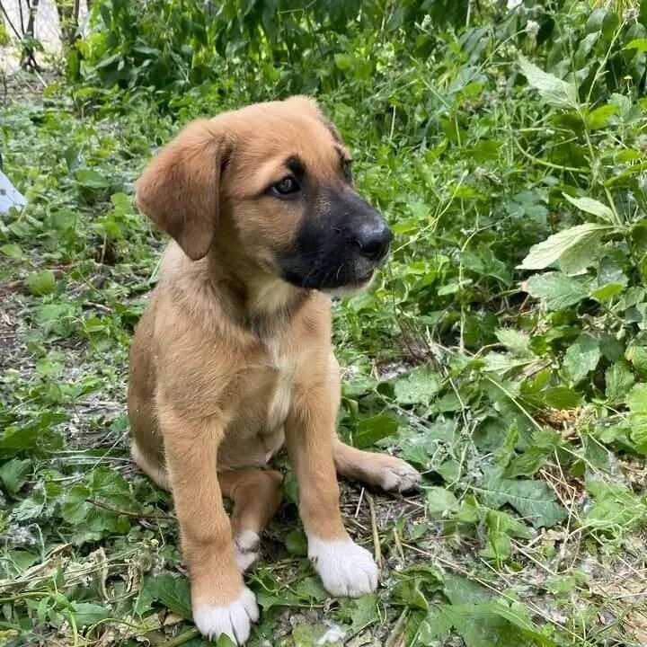 Добрые руки щенки усть-донецк. Даром собачку комнатную. Черный щенок дворняжки. Черный щенок дворняги. В хорошие руки в ростове.