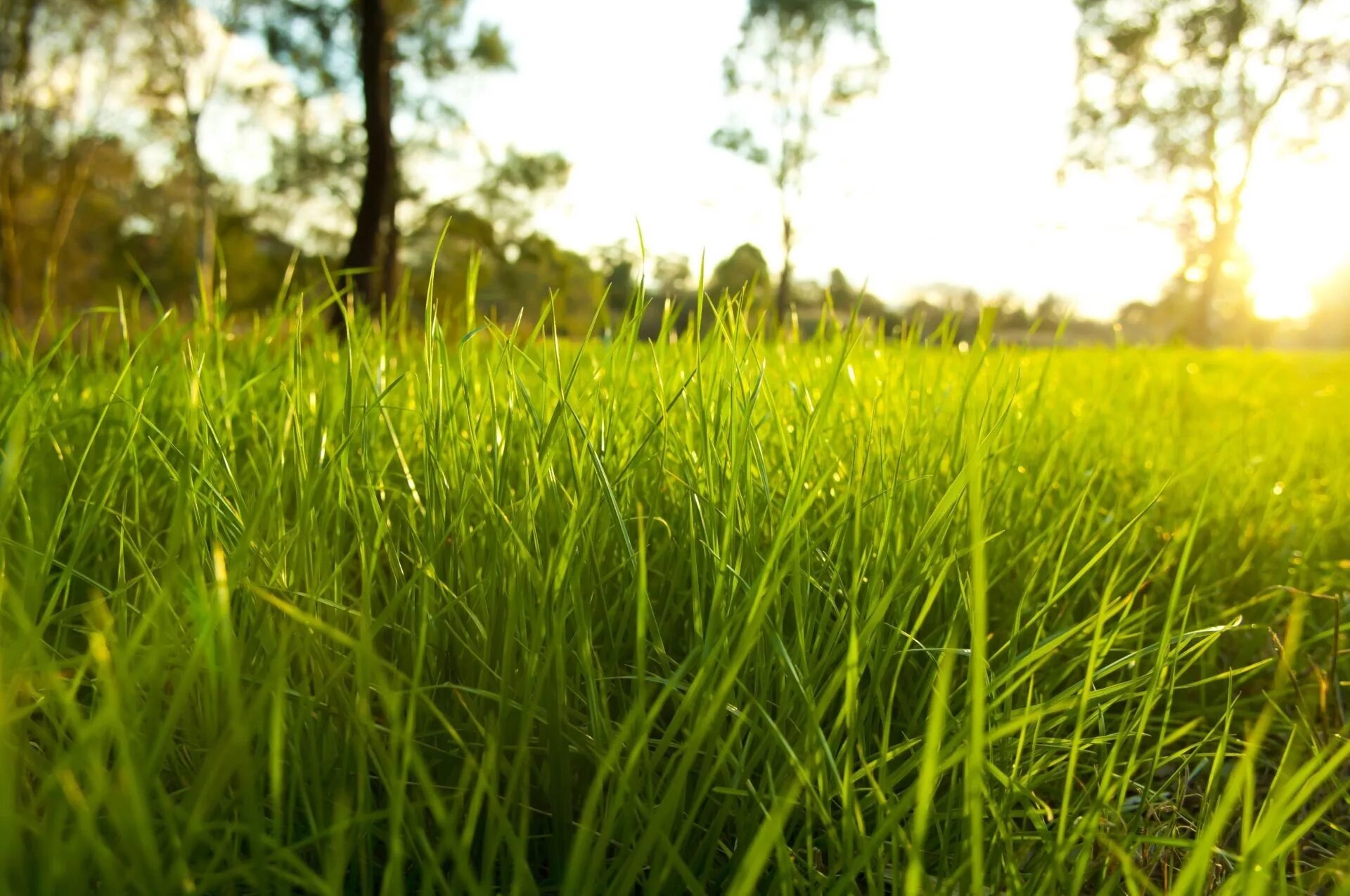 Трава. Природа трава. Сочная трава. Зелень трава. В поле давно уже зеленела