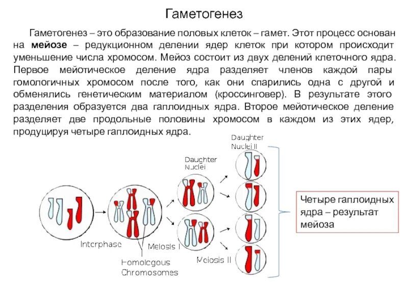 Сближение гомологичных хромосом образование четырех гаплоидных клеток