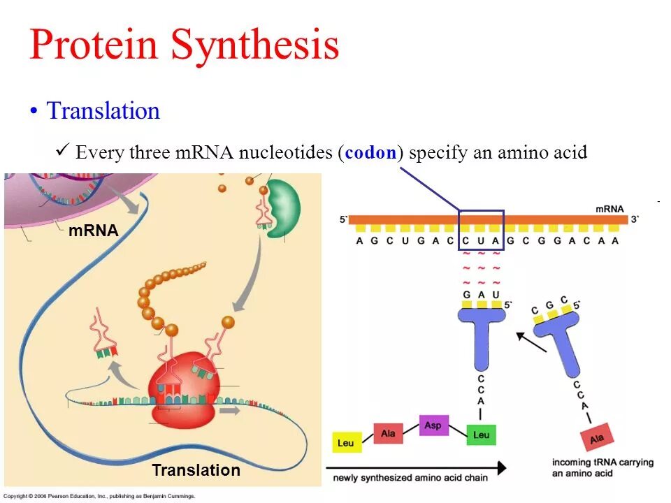 Am synthesis. Protein Synthesis. Protein Synthesis translation. Transcription, translation, and Protein Synthesis.. Protein Synthesis DNA.