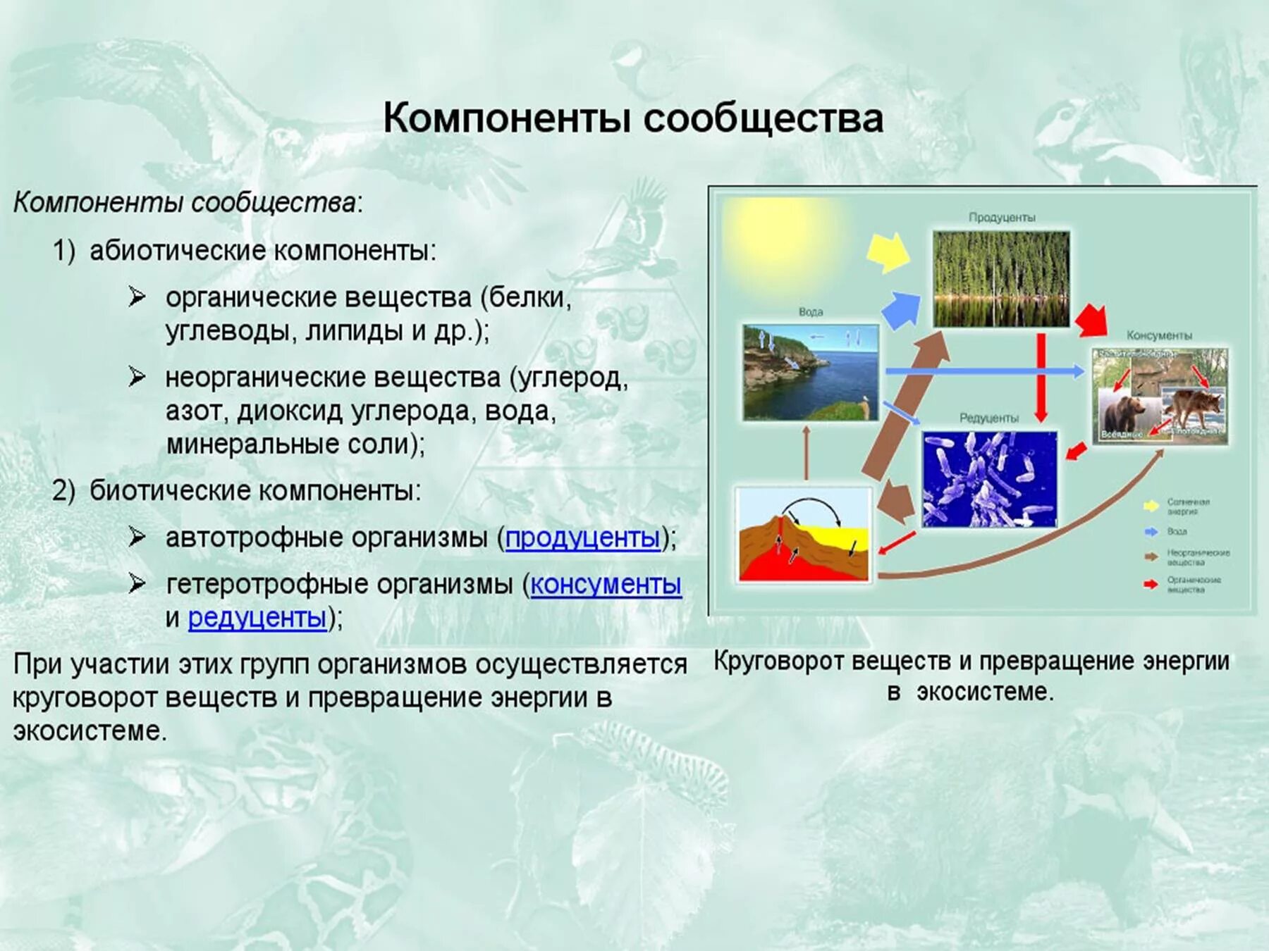 Экосистемы компоненты экосистем презентация. Компоненты сообщества биология. Компоненты сообщества биология 5 класс. Экосистема презентация. Экосистема 5 класс.