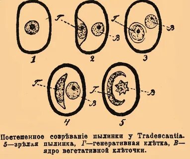 Генеративная клетка