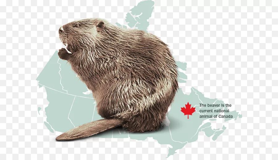 Североамериканский бобер национальное животное Канады. Национальный символ Канады Бобр. Бобер символ Канады. Символ Канады животное. Бобр на английском