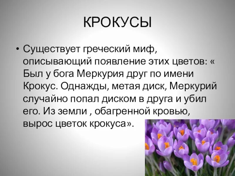 Крокус Легенда о цветке. Легенды о цветах в рассказах. Мифы о цветах. Легенды о цветах маленькие. Перевод на русский слова крокус