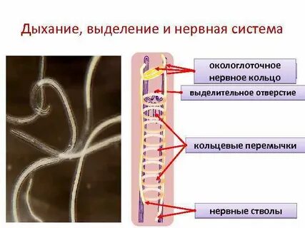 Нервное кольцо