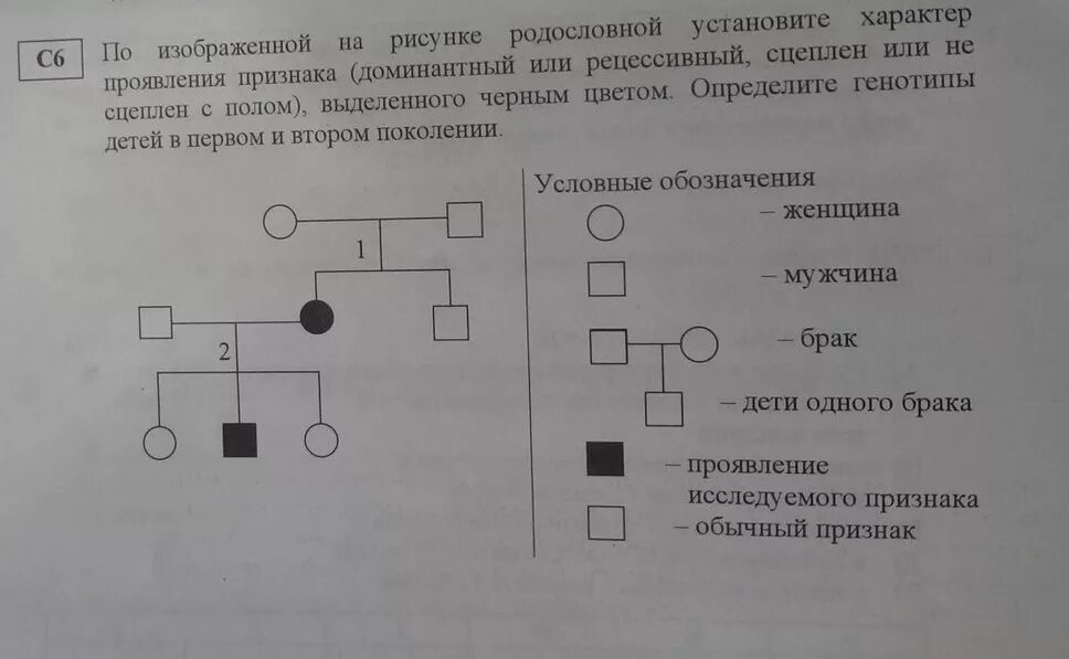 По изображенной на рисунке родословной определите. Гаметы в родословной. Родословной изображение сколько типов гамет образуется у родителей. Как по родословной определить количество гамет. По изображено на рисунке родословной определите сколько типов гамет.