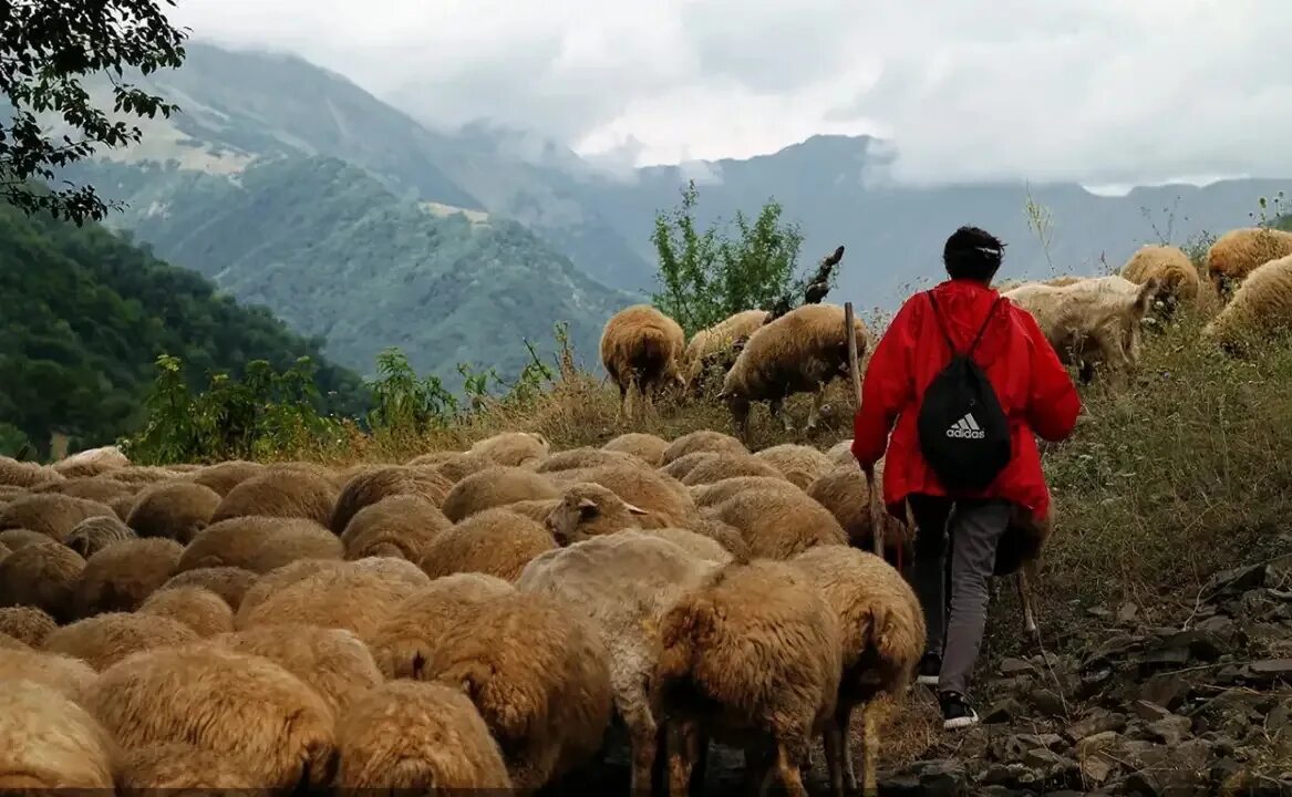 Чабаны в Грузии. Чабан пастух Кавказ. Чабан пастух овец. Пастух овец на Кавказе.