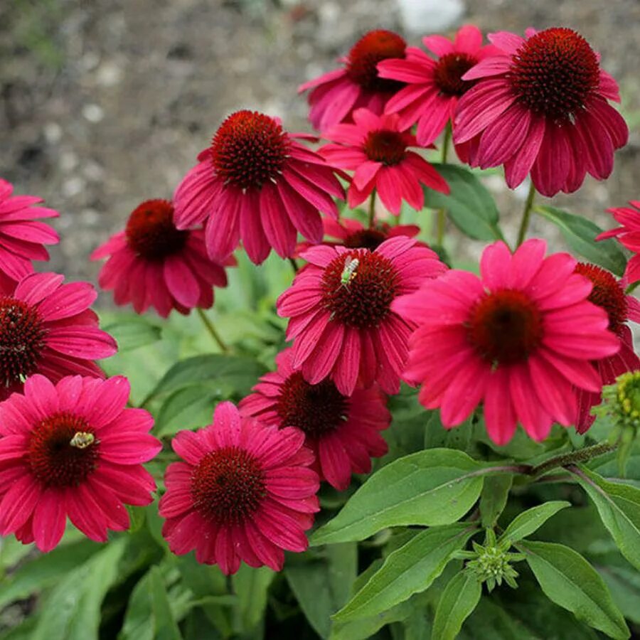Эхинацея цветок. Эхинацея пурпурная (echinacea purpurea). Эхинацея обзоры. Эхинацея распберри трафлз. Эхинацея пурпурная (echinacea purpurea) 'magnus'.
