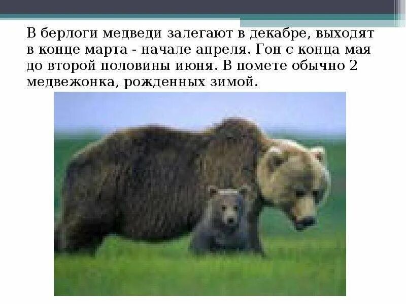 Бурый медведь проект 2 класс Картинки ВЫВОД БУРЫЙ МЕДВЕДЬ