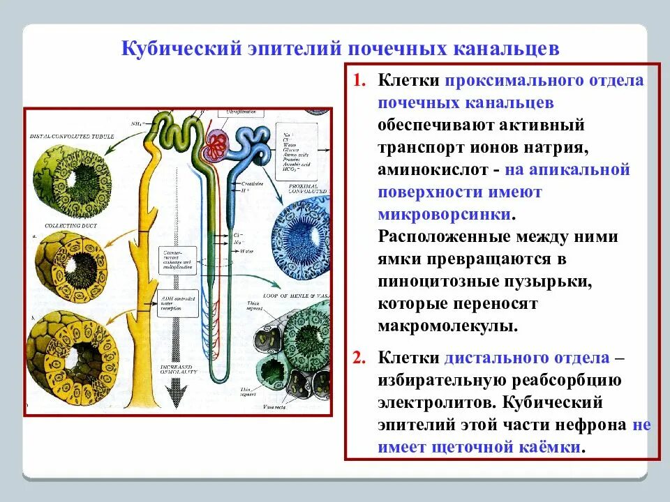 Проксимальный извитой каналец почки. Клетки почечного эпителия канальцы. Эпителий нефрона почки. Строение эпителия почечных канальцев. Клетки нефронов почек