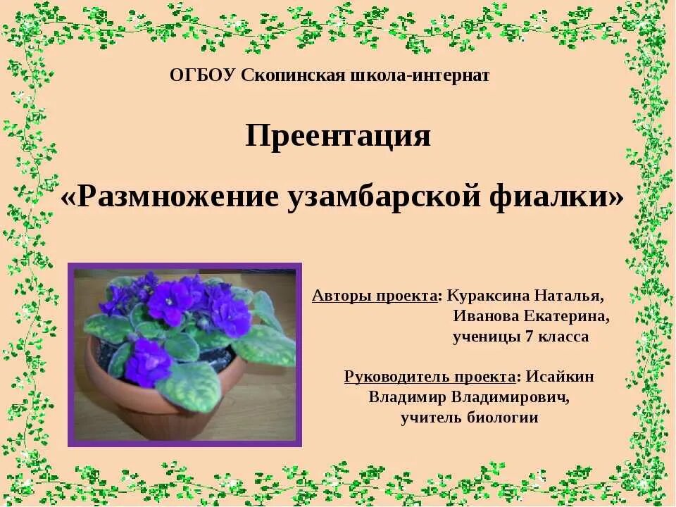 Пармские фиалки описание. Узамбарская фиалка размножение. Вегетативное размножение узамбарской фиалки. Сенполия вегетативное размножение. Способ размножения фиалки узамбарской.