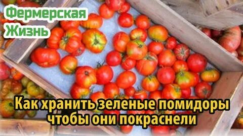 Зеленые помидоры чтобы покраснели