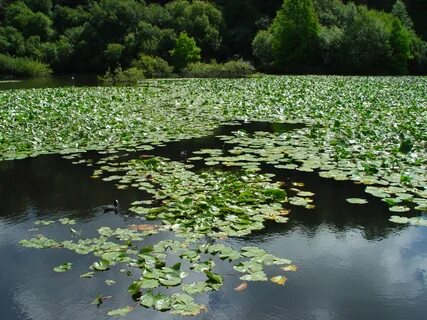 Водная трава