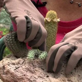 В какое время года пересаживать кактусы