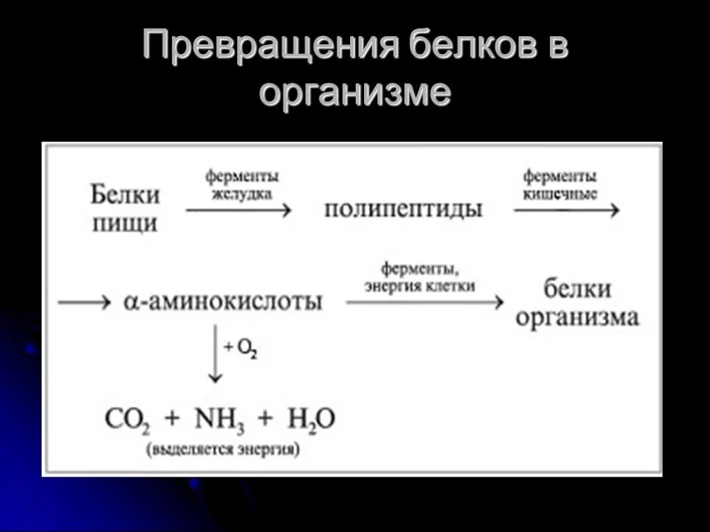 Превращение белков пищи в организме