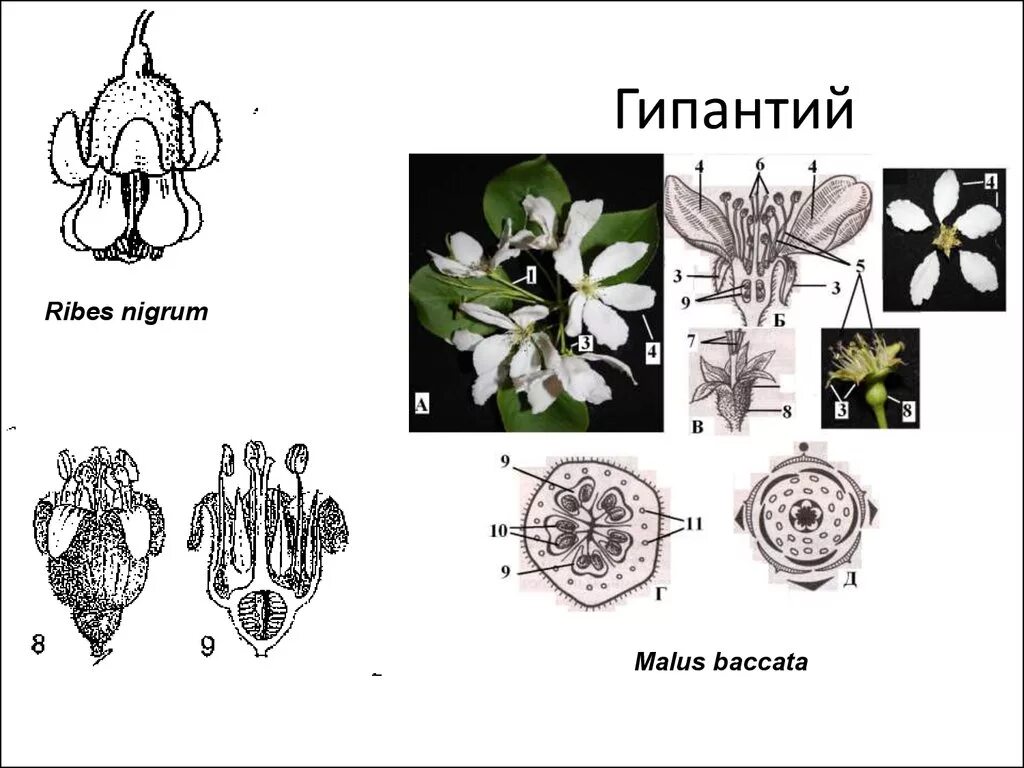 Что такое гипантий у плода шиповника. Гипантий у розоцветных. Гипантий развивается в цветках растений семейства. Строение цветка гипантий.