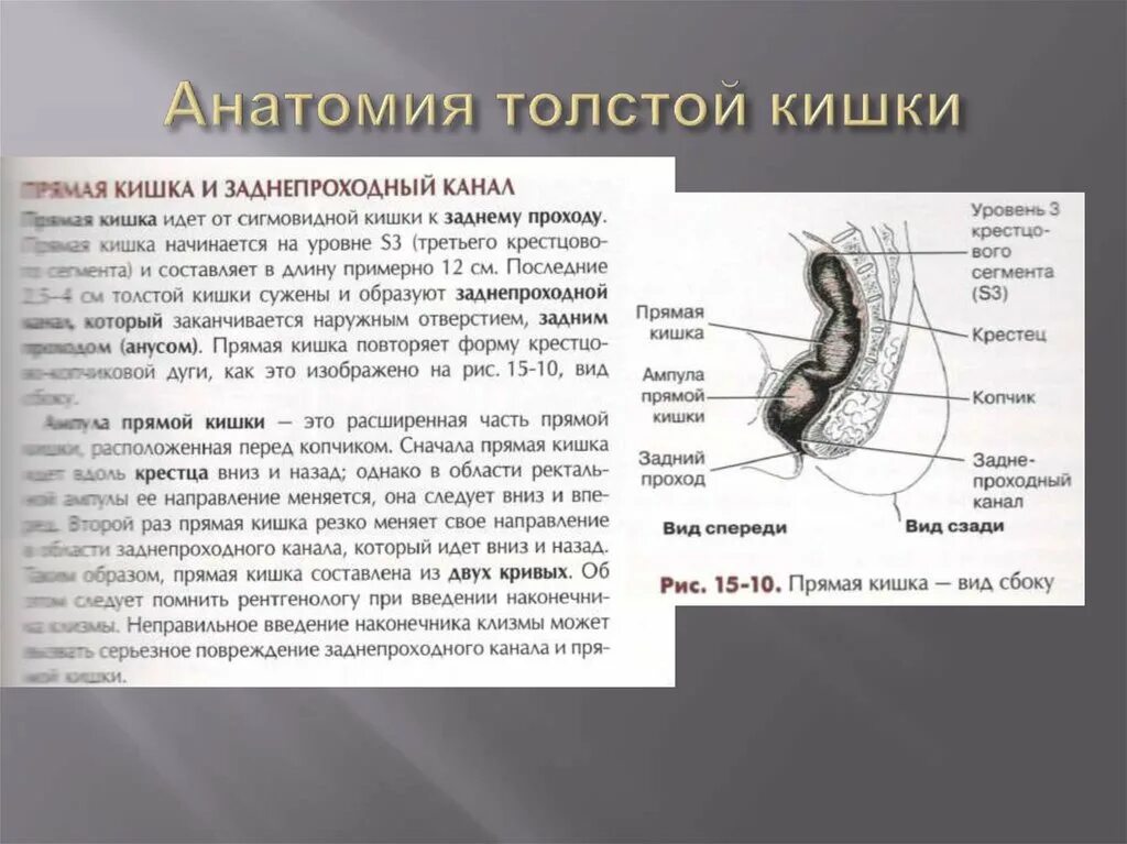 Сегмент кишка. Копчик и прямая кишка строение. Анатомия прямой кишки сбоку. Особенности строения прямой кишки.