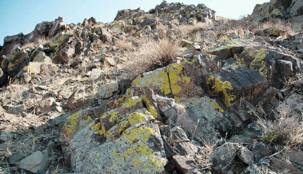 найти кота 4