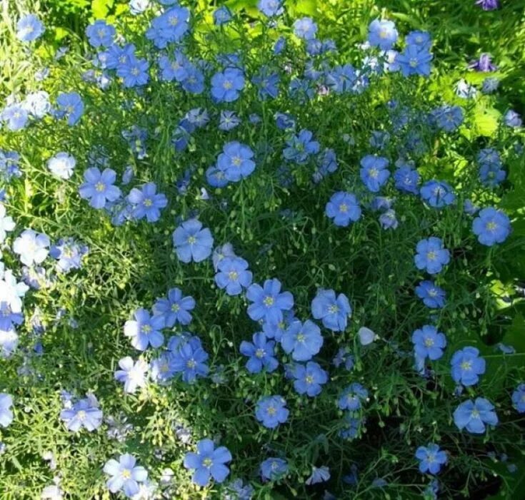 Linum lewisii Prairie Flax Native Blue Flax Seed & Plants Perennials, Flowers pe