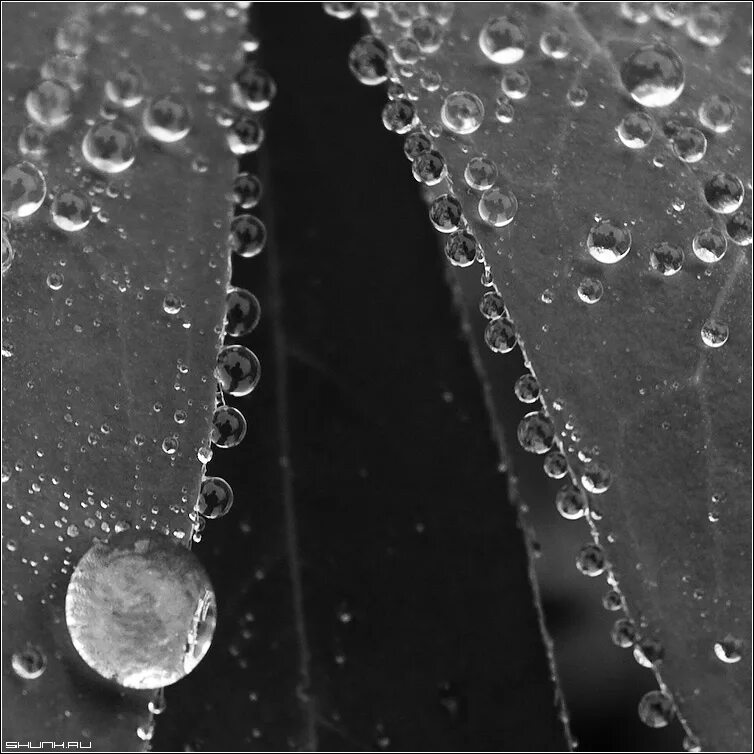 капля жизни рисунок. в каждой капле. в каждой капле. капля жизни. они повисали в траве и в каждой капле отражалось солнце.