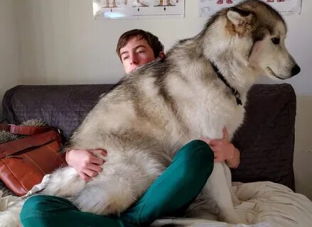 Valeriya bear wolf
