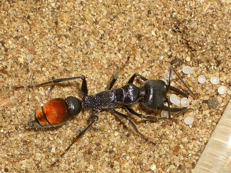 Сколько муравей в мире. Муравьи Dinoponera gigantea. Myrmecia brevinoda. Myrmecia mandibularis. Муравей Голиаф.