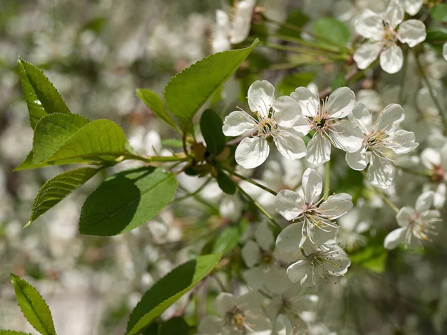 Prunus cerasus вишня обыкновенная. яблони цветут приметы. у вишни и яблони цветок. цветущая вишня. яблони в цвету.