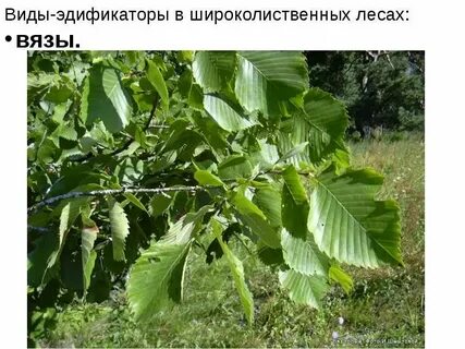 Карагач 4 буквы сканворд